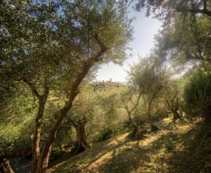 Oliveto e casale a Camaiore in Versilia, vista mare e tranquillità tra sole e natura.
