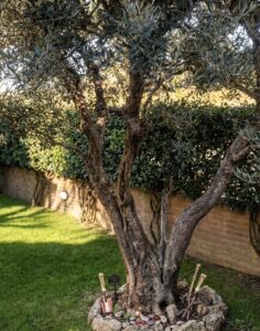 Albero olivo antico con retaining wall e hedge verdi, sereno giorno luminoso.