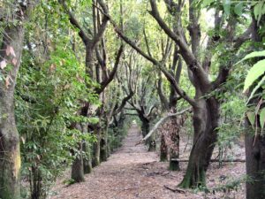 Un sereno sentiero tra alberi mazzi di foglie cadute, luci fiocche tra i rami.