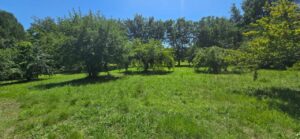 Prato verde incolto e alberi sotto il cielo azzurro, casale toscano con parco e piscina vicino Firenze.