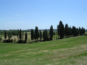 Un rigoglioso viale di cipressi italiani in un campo erboso verdeggiante di pomeriggio.