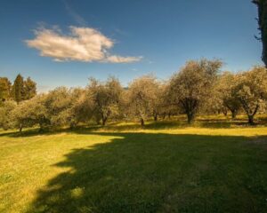 Prato verde con ombra e alberi chiari sotto cielo blu sereno con una nuvola.