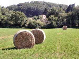 Balle di fieno su un campoVerde, illuminate da un giorno luminoso.