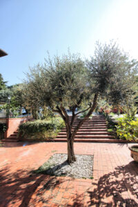 Ulivo soleggiato nel parco di villa storica dominante con terrazza panoramica e piscina.