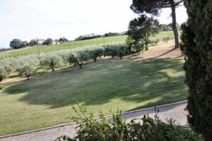 Prato verde curato con ulivi, siepe e sentiero di ghiaia sotto un cielo sereno e soleggiato.