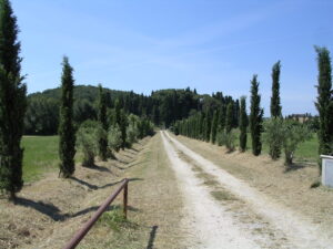Un sentiero dirtiguo tra cipressi e olivi, verso lorizzonte, típico paesaggio mediterraneo.