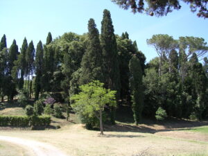 Giardino sereno illuminato dal sole, alberi verdi e prati secchi in unatmosfera mediterranea.