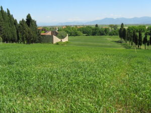 Campo verde fittissimo con cipressi e tenuta a tetto terracotta.