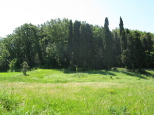 Prateria illuminata con alte erbe verdi, bosco fittizio e slitta cielo estivo.