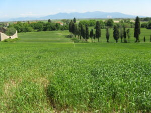 Campi verdi, cipressi eleganti e colline ondulate al tramonto.