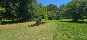 Prato alberato in Toscana con ceppaia e cielo sereno, ideale per casale toscano con parco e piscina.