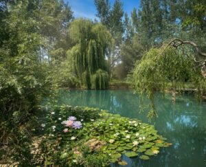 Laghetto verde con ninfee rosa e bianche in casale toscano con parco e piscina vicino Firenze.
