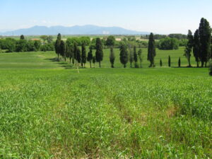 Campi verdi, cipressi e montagne sotto un cielo sereno.