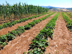 Campi con filetti di frutta selvaggia e alte spie griglie nel sole, sfondo colline distanti.