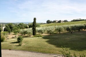 Prato verde con vigneti, alberi e cielo azzurro in tranquilla campagna italiana.